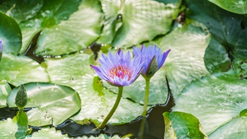 The blooming <em>Nymphaea nouchali</em>.